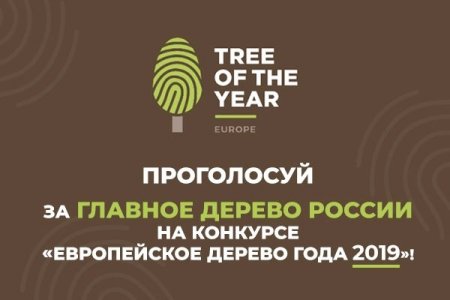 Идет голосование на международном конкурсе «Европейское дерево года – 2019»!
